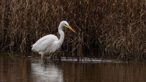 Great White Egret