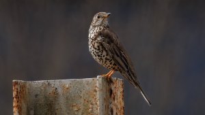 Mistle Thrush