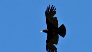Chough