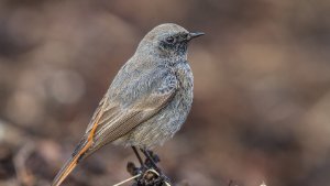 Black Redstart