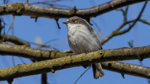 Pied Flycatcher