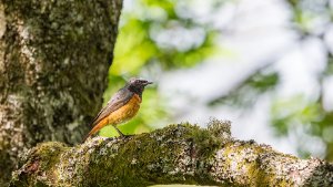 Redstart