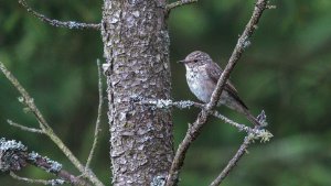 Spotted Flycatcher