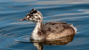 Great Crested Grebe