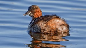 Little Grebe
