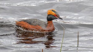 Slavonian Grebe
