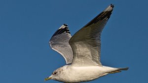 Common Gull