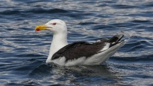 Great Black-backed Gull