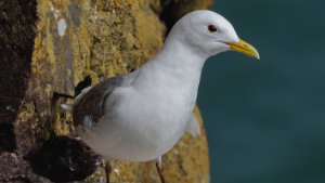 Kittiwake