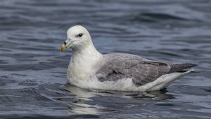 Fulmar