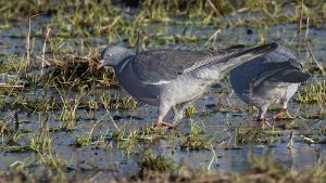 Woodpigeon