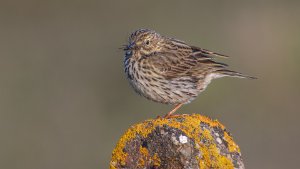 Meadow Pipit