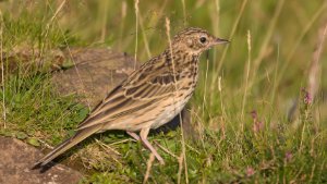 Tree Pipit