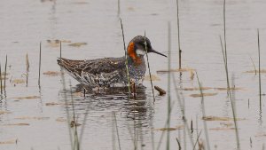 Red-necked Phalarope