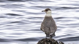 Arctic Skua