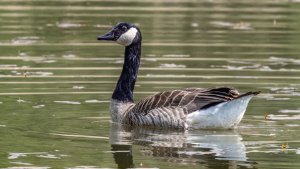 Canada Goose