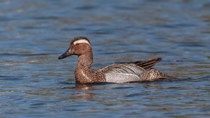 Garganey