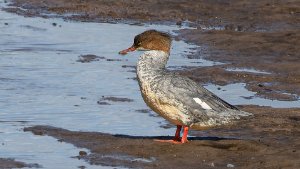 Goosander