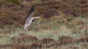 Greylag Goose