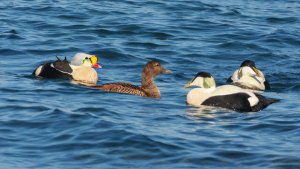King Eider