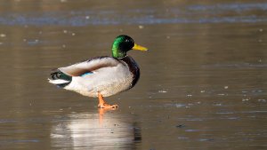Mallard