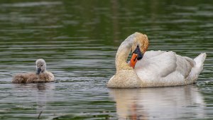 Mute Swan