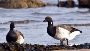 Pale Bellied Brent Goose