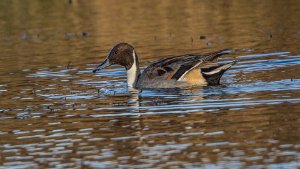 Pintail