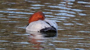 Pochard