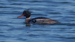 Red-breasted Merganser