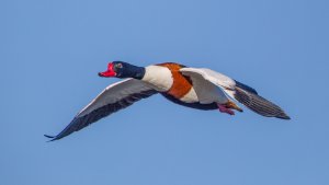 Shelduck