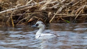 Smew