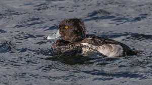 Tufted Duck