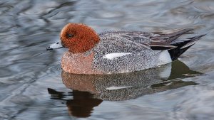 Wigeon