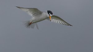 Little Tern