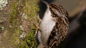 Treecreeper