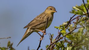 Grasshopper Warbler
